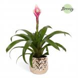 Гузмания Rockyflower Candy ф12 см h48 см