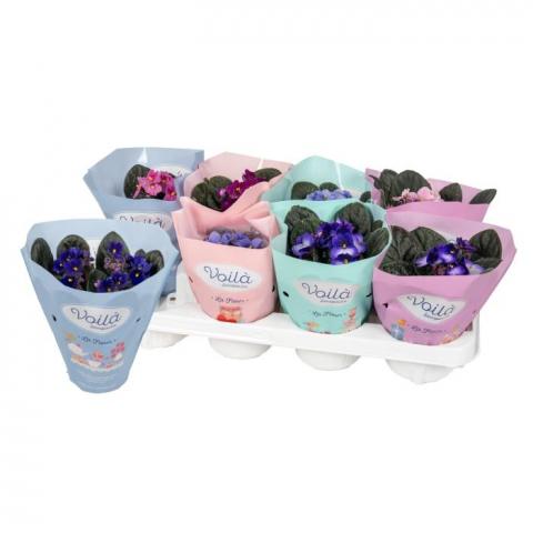 Сейнтполия Voila la Fleur ф12 см Н20 см - Външни растения