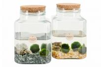 Декоративно водно растение Marimo ф13 см h20 см