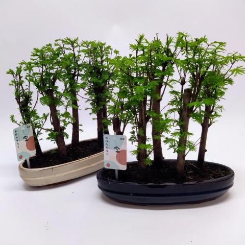 Бонзай Metasequoia Forest ф30 см h37 см, снимка 2 - Бонзаи