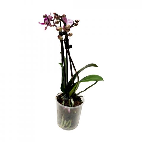 Орхидея Phalaenopsis ф9 см h25-35 см, снимка 2 - Орхидеи