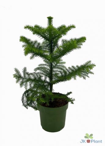 Араукария Hetrophylla ф14 см h40 см - Зеленолистни