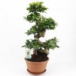 Фикус Ginseng ф27 см h70 см
