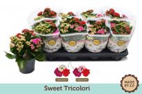 Каланхое Tricolori ф12 см h24 см
