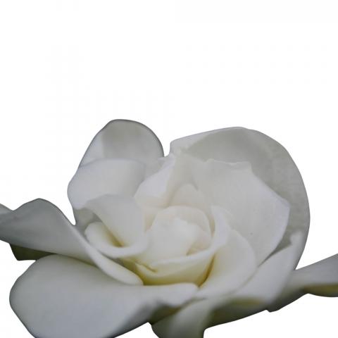Гардения Jasminoides ф13 см h25-30 см, снимка 2 - Цъфтящи