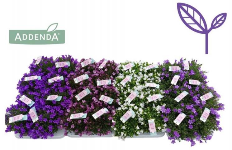 Кампанула Addenda ф12 см h17-25 см - Цъфтящи