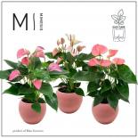 Антуриум Pink ф12 см h40 см