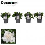 Гардения Jasminoides ф9 см h15-20 см