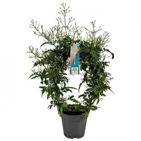 Жасмин Polyanthum ф12 см h45 см - Цъфтящи