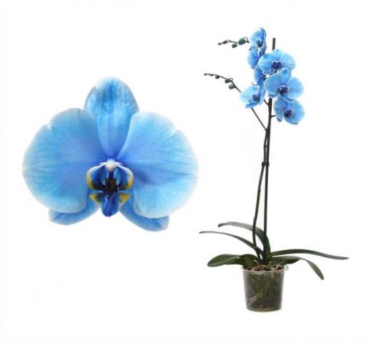 Фалаенопсис Royal Blue ф12 см h50-70 см - Орхидеи