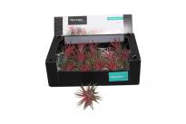 Тиландсия Ionantha h7.5 см