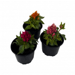 Целозия
Ф9см