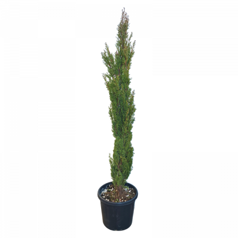 Купресус Semprevirens Totem 20 л 1.50 - 1.75 cm - Иглолистни храсти и дървета