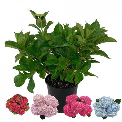 Хортензия Macrophylla 30/50 2 л с цветен етикет, снимка 2 - Листопадни храсти и дървета