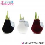 Хипеаструм Velvet Touchz 15 см