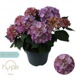 Хортензия (Хидрангея) Macrophylla Ave Blue ф23 см