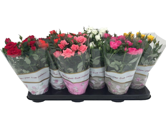 Роза микс ф10.5 см h25-30 см - Цъфтящи