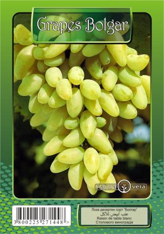 Лози NATURA VERA, микс, снимка 3 - Овошки и плодни храсти