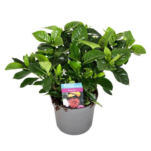 Гардения Jasminoides ф13 см h25-30 см, снимка 4 - Цъфтящи