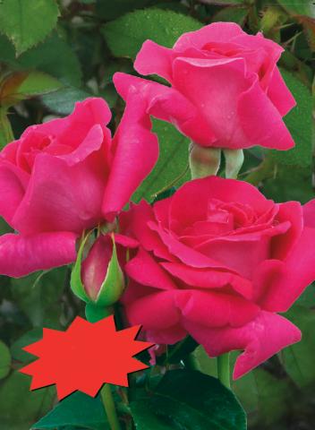 Японска роза Polyantha 2л, микс, снимка 3 - Външни растения