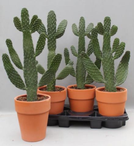 Кактус Opuntia Consolea ф18 см h65 см, снимка 2 - Зеленолистни
