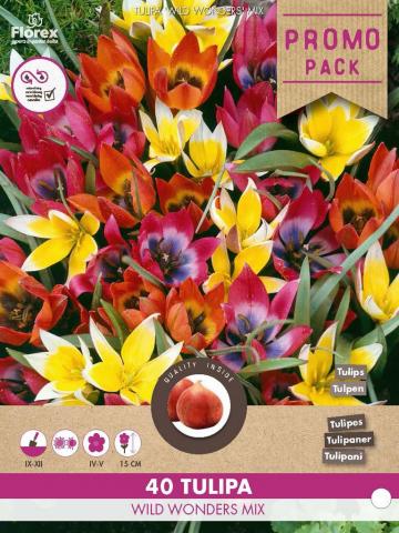 Луковици Лале Wild Wonders 25 бр. - Лалета