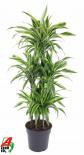 Драцена Lemon/Lime ф31 см h140 см