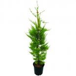 Купресус Goldcrest Ф 21 см H120-125 см