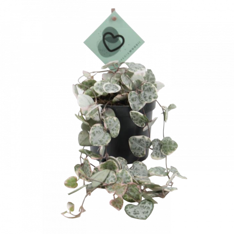 Пълзящо сърце Variegata ф8.5 см h20 см - Зеленолистни