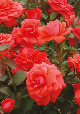 Японска роза Polyantha 2л, микс, снимка 4 - Външни растения