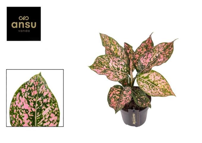 Аглаонема Pink Leopard ф12 см h30 см - Зеленолистни