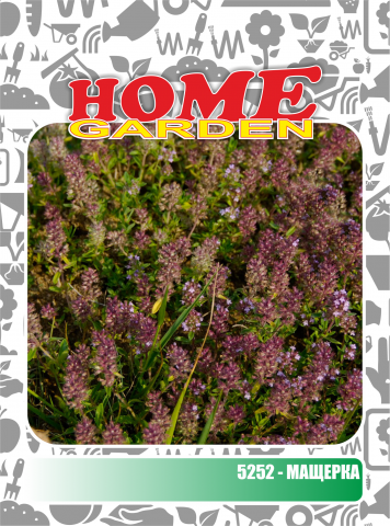 Семена за подправки HomeGarden МАЩЕРКА - Семена за билки и подправки