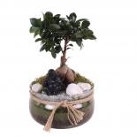 Фикус micr. Ginseng ф20 см h30 см