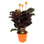 Калатея Crocata Tassmania ф14 см h40 см