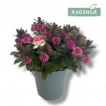 Хебе Addenda Vinoa Pink ф15 см H35 см