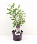 Лотус Exochorda ф21 см Premium