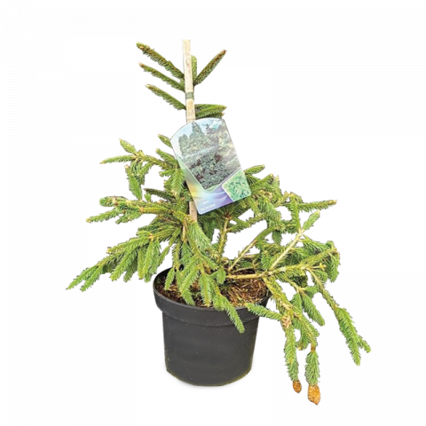 Пицеа abies Acrocona Ф23см, H40см - Иглолистни храсти и дървета