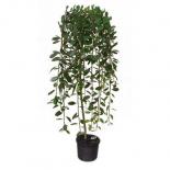 Мини върба Salix Pendula K5 120-140 см