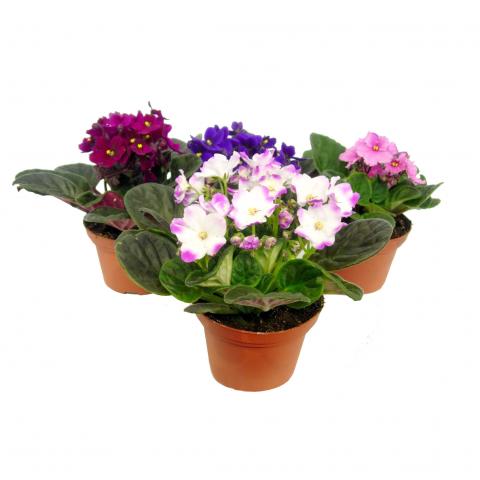 Сейнтполия Voila la Fleur ф12 см Н20 см, снимка 2 - Външни растения