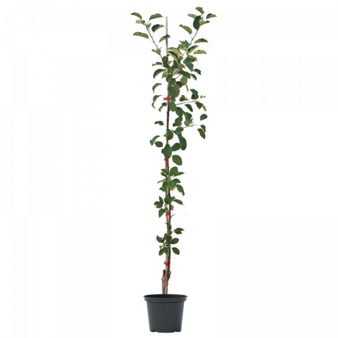 Плодно дръвче Ябълка, сорт Fuji Aztec контейнер 1.7-2л - Овошки и плодни храсти