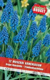Луковици Budget Garden, снимка 5 - Външни растения