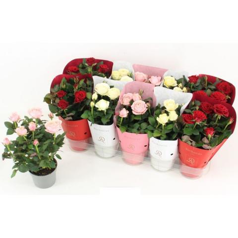 Роза Valencia Dolc Amore ф10.5 см h25-30 см - Цъфтящи