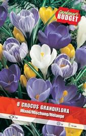 Луковици Budget Garden, снимка 9 - Външни растения
