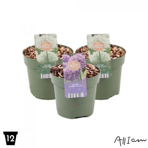 Алиум ф12 см h15 см - Цъфтящи