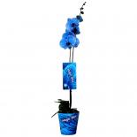 Фаленопсис Royal Blue ф12 см h50-70 см