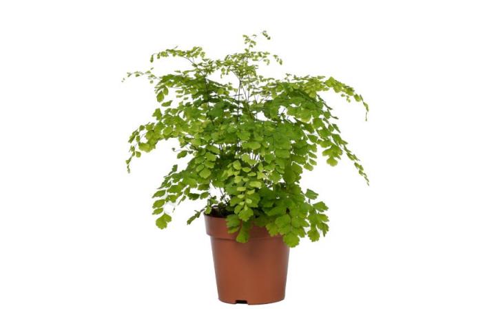 Адиантум Fragrans ф12 см h35 см - Зеленолистни