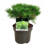 Японски червен бор Densiflora Low Glow ф21 см H55 см
