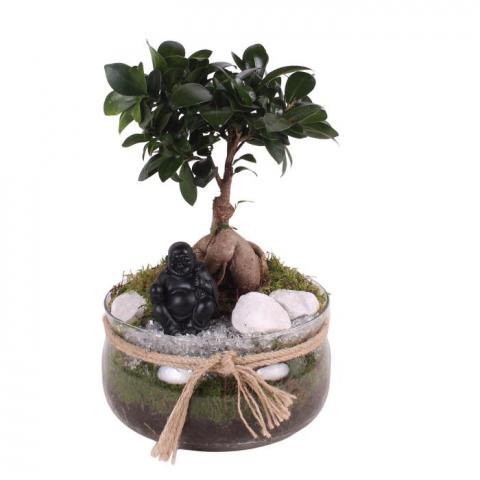 Фикус micr. Ginseng ф20 см h30 см - Зеленолистни