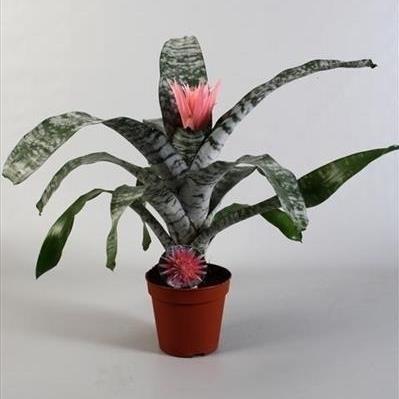 Ехмея микс ф15 см h65 см, снимка 2 - Цъфтящи