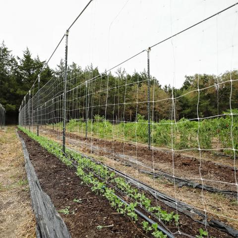 Мрежа за увивни растения Rossima 8 г/м2 1,7 x 10 м - Принадлежности за връзване
